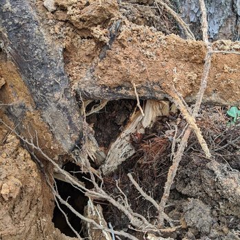 Simple Stump - the roots of a tree that has been cut down - Tree Services Near Me Simple Stump - the roots of a tree that has been cut down - Tree Services Near Me