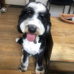 A Cut above Dog And Cat Grooming: Expert Tips for Perfect Pets