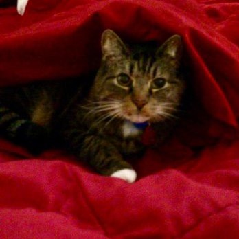 Gentle Vet Housecalls - Veterinarians Near Me Gentle Vet Housecalls - Veterinarians Near Me