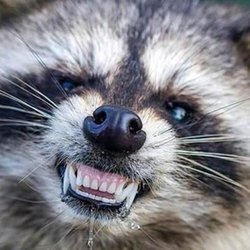 Plainfield Area Humane Society Shelter - wild raccoon with distemper disease but good oral hygiene