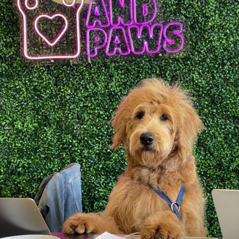 Love and Paws - One of our grooming customers, Cash the cute golden doodle, is currently standing behind the cashier's desk. - Pet Stores Near Me - Pickering, Ontario