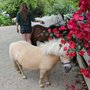 Photo of Clevedon Animal Farm