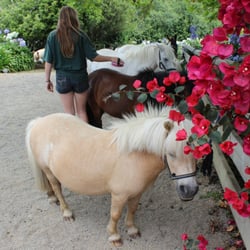Clevedon Animal Farm