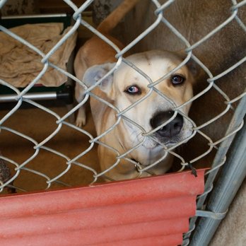 Austin Pets Alive! - Animal Shelters Near Me - Austin, Texas