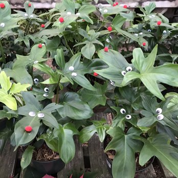 Tallahassee Nurseries Inc - I am enraged by how freaking adorable this idea is. - Nurseries & Gardening Near Me - Tallahassee, Florida Tallahassee Nurseries Inc - I am enraged by how freaking adorable this idea is. - Nurseries & Gardening Near Me - Tallahassee, Florida