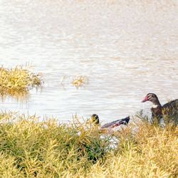 Van Buren Municipal Park - Ducks