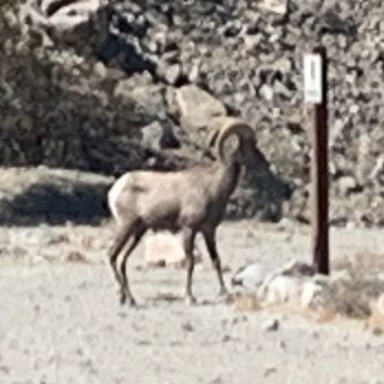 Pedego Electric Bikes La Quinta - Take the long ride. It's worth it. Lake Cahuilla long horned sheep. - Bikes Near Me - La Quinta, California Pedego Electric Bikes La Quinta - Take the long ride. It's worth it. Lake Cahuilla long horned sheep. - Bikes Near Me - La Quinta, California