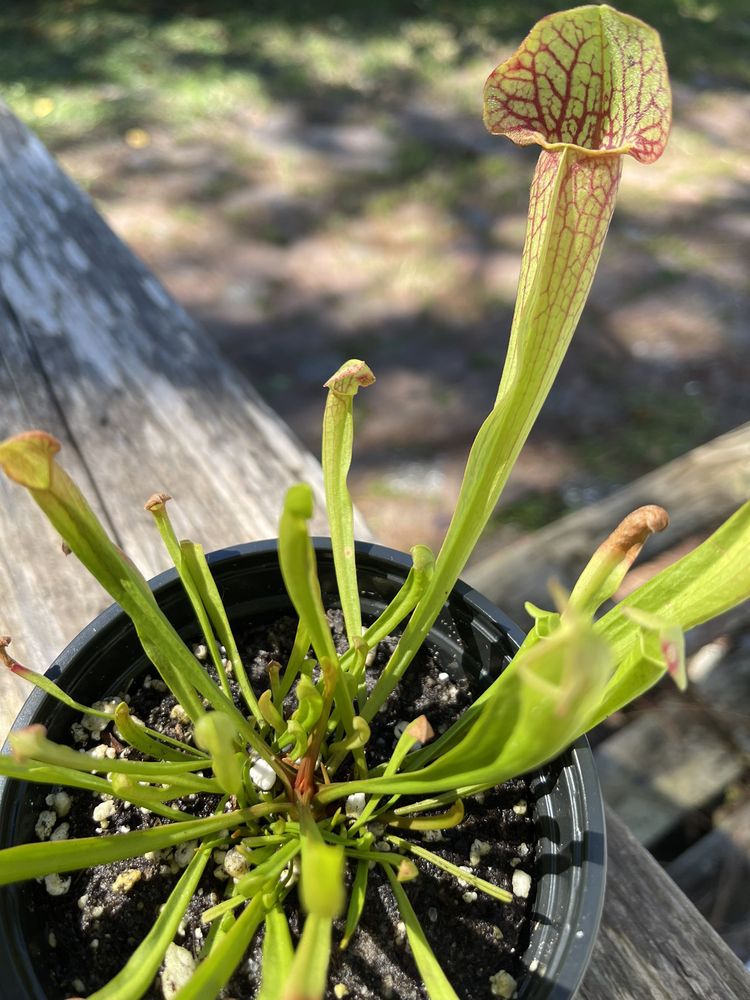 PLANT RANCH NURSERY Updated October 2024 67 Photos & 31 Reviews