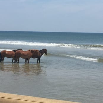 Corolla Wild Horse Fund - Community Service/Non-Profit Near Me - Corolla, North Carolina