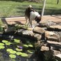 Photo of Peter Spitznagel Landscaping