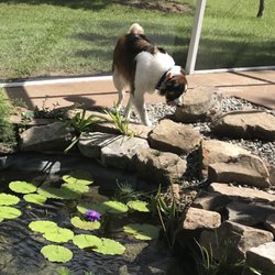 Peter Spitznagel Landscaping - The dogs checking out the water feature