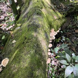 Castellow Hammock - Tree with mushroom