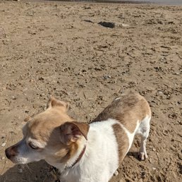 Jack-Jack at Lake Michigan shore. Jack-Jack at Lake Michigan shore.