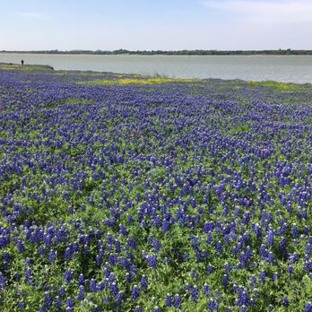 Ennis Bluebonnet Trails - April 15, 2018 - Festivals Near Me - Ennis, Texas Ennis Bluebonnet Trails - April 15, 2018 - Festivals Near Me - Ennis, Texas