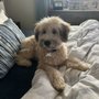 Photo of Kibble Pet Grooming