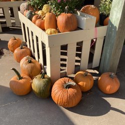 Fordyce Farm - Pumpkins
