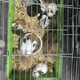 Photo of Jesse's Pet & Feed Store