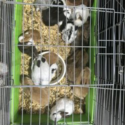 Jesse's Pet & Feed Store - All the babies