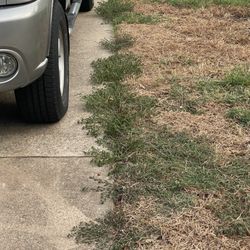 Weedex Lawn Care - Thriving weeds on our lawn despite paying Weedex $78 every 6 weeks to come treat and prevent weeds...
