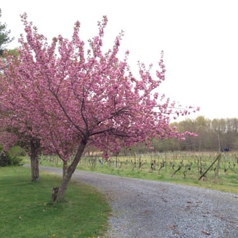 Amalthea Cellars Farm Winery - Vines getting ready to sprout - Wineries Near Me - Atco, New Jersey