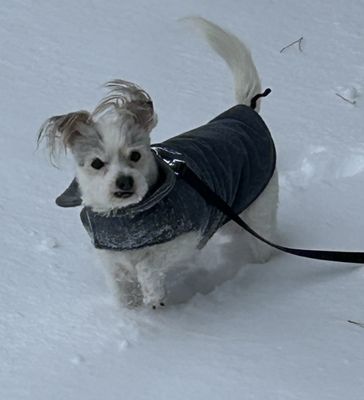 Macomb County Animal Control