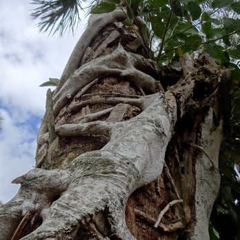Oil Well Park - Close-up of the strangler. - Parks Near Me - Immokalee, Florida Oil Well Park - Close-up of the strangler. - Parks Near Me - Immokalee, Florida