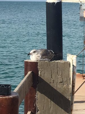 The Cortez Club, Dive Center. by null