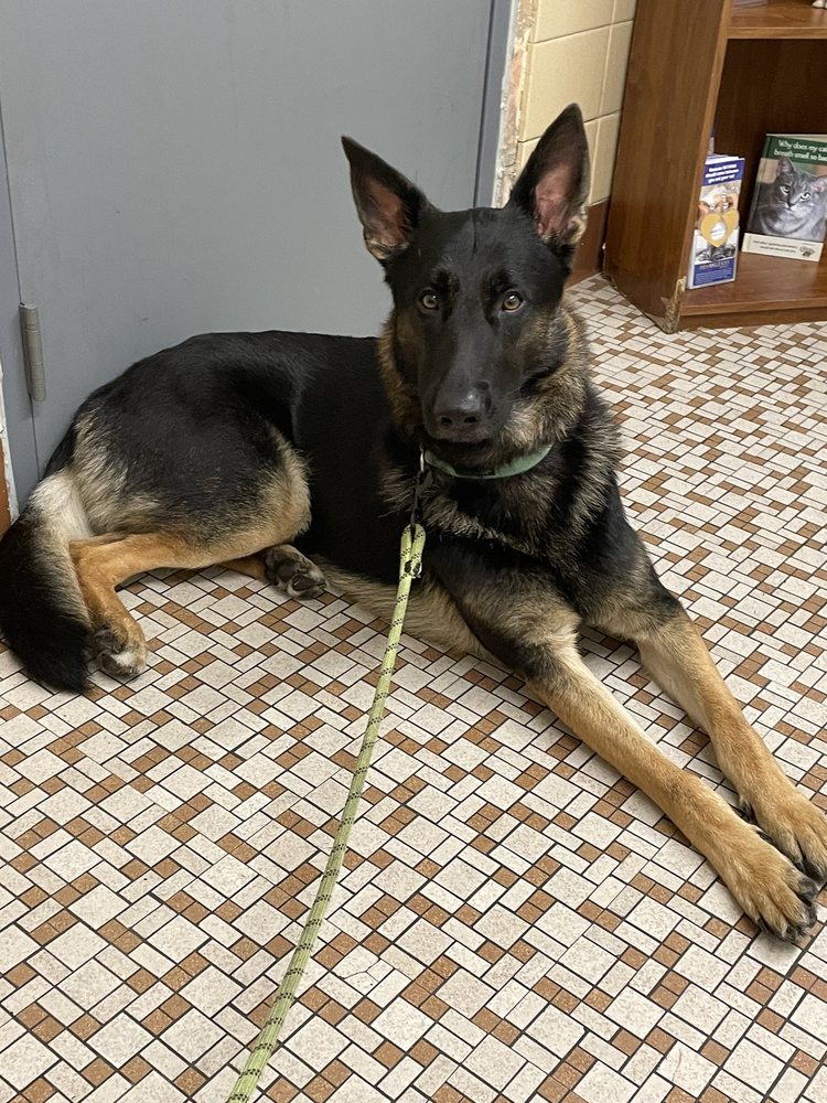 JACKSONVILLE VETERINARY HOSPITAL Updated September 2024 12 Photos