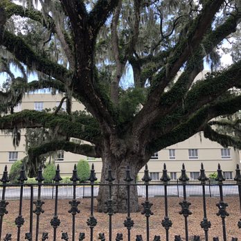 Candler Oak - Candler Oak - Landmarks & Historical Buildings Near Me - Savannah, Georgia Candler Oak - Candler Oak - Landmarks & Historical Buildings Near Me - Savannah, Georgia