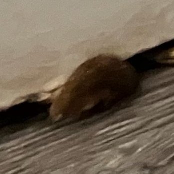 Westgate Branson Lakes Resort - Rat! - Hotels Near Me - Hollister, Missouri Westgate Branson Lakes Resort - Rat! - Hotels Near Me - Hollister, Missouri