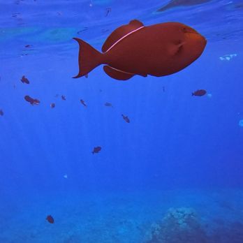 Maui Snorkel Charters - Boat Tours Near Me - Kihei, Hawaii Maui Snorkel Charters - Boat Tours Near Me - Kihei, Hawaii