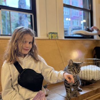 NEKO: A Cat Cafe - Themed Cafes Near Me - Seattle, Washington