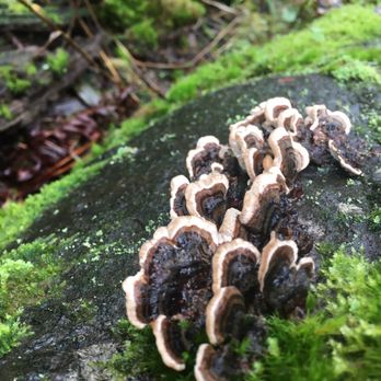 Hoh Rainforest - Hiking Near Me - Forks, Washington Hoh Rainforest - Hiking Near Me - Forks, Washington