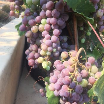 Martinelli Winery & Vineyards - Wineries Near Me - Windsor, California Martinelli Winery & Vineyards - Wineries Near Me - Windsor, California