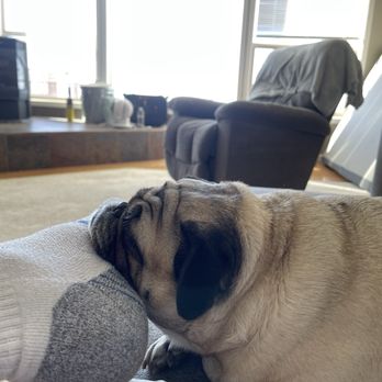Oakhurst Veterinary Hospital - Happy Pug!!! - Veterinarians Near Me - Oakhurst, California Oakhurst Veterinary Hospital - Happy Pug!!! - Veterinarians Near Me - Oakhurst, California