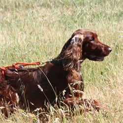 Blue Ridge Kennels - Tully learning the whoa to point