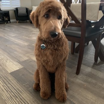 Proper Paws Pet Parlour - Golden Doodle hair cut - Pet Groomers Near Me - Quartz Hill, California Proper Paws Pet Parlour - Golden Doodle hair cut - Pet Groomers Near Me - Quartz Hill, California