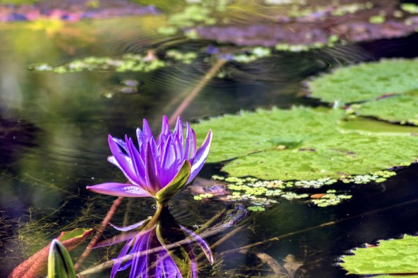 McKee Botanical Garden by null