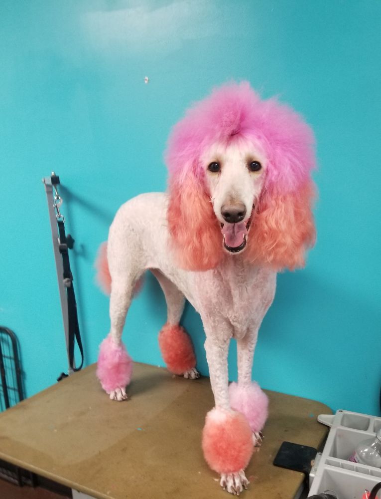 GROOMS BY NICOLE Updated September 2024 21 Photos Lexington