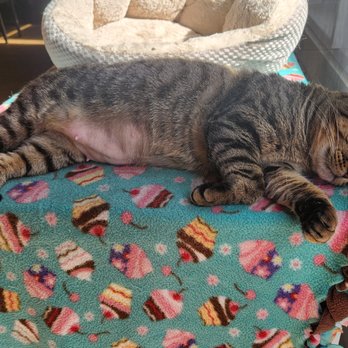 The Cat Cafe - Coffee & Tea Near Me - San Diego, California The Cat Cafe - Coffee & Tea Near Me - San Diego, California