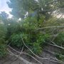 Top Notch Tree Services & Lawn Care Maintenance