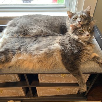 The Animal Haven - Animal Shelters Near Me - North Haven, Connecticut