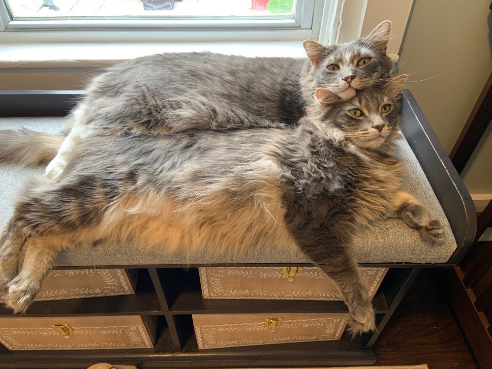 ANIMAL HAVEN Updated October 2024 14 Reviews 89 Mill Rd, North