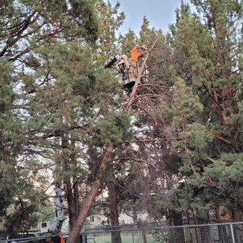 Bend Tree Service - Tree Services Near Me - Bend, Oregon