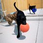 Photo of The Gold Leash Pet Hotel & Daycare 