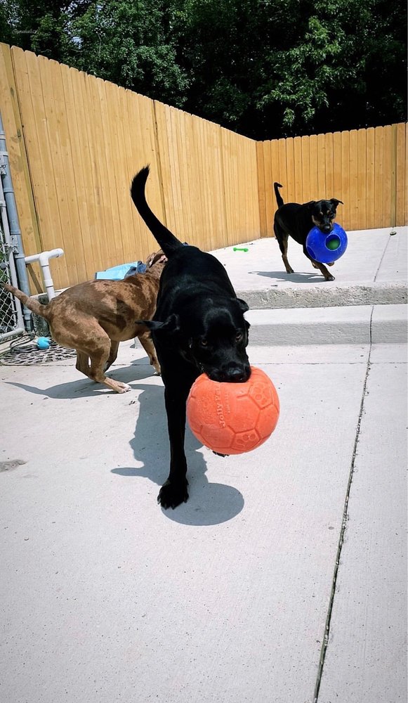 The Gold Leash Pet Hotel & Daycare - pet boarding facility in Carol Stream, IL