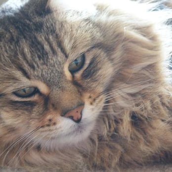Pets Eternal Rest - Rest in Peace my beloved Gizmo - 1998-2015. I miss you every day, buddy. - Veterinarians Near Me - Walnut Creek, California Pets Eternal Rest - Rest in Peace my beloved Gizmo - 1998-2015. I miss you every day, buddy. - Veterinarians Near Me - Walnut Creek, California