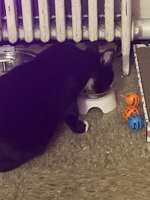 Best Friends Pet Adoption Center by null