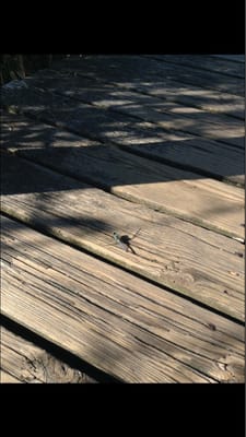 Historic Corolla Park by null