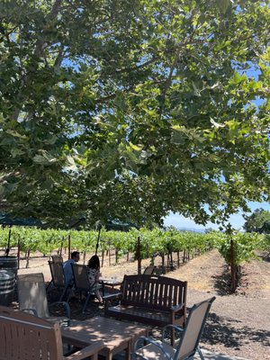 Saddleback Cellars by null